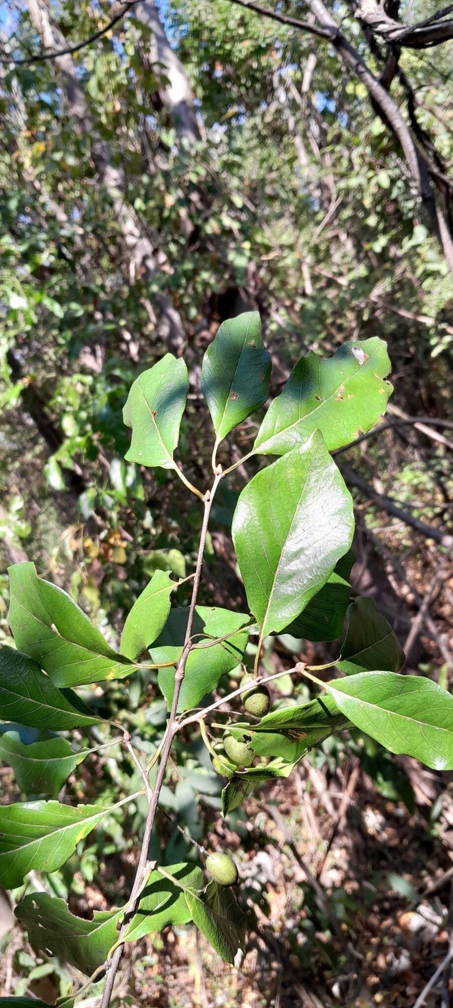 Terminalia diversipilosa leaf