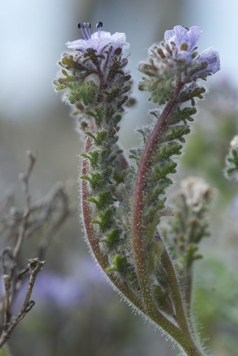 Phacelia floribunda flower