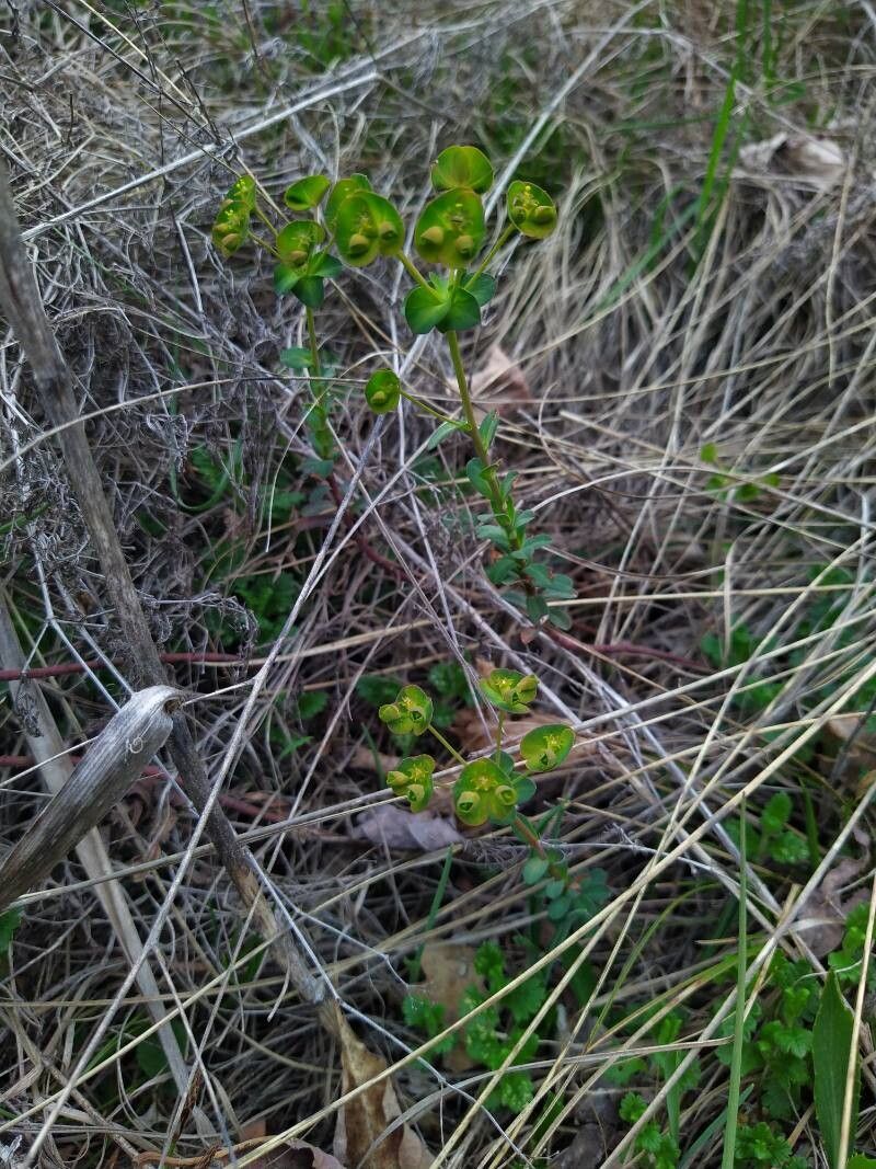 Euphorbia kerneri habit