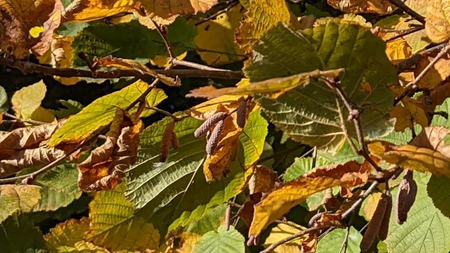 Corylus maxima flower