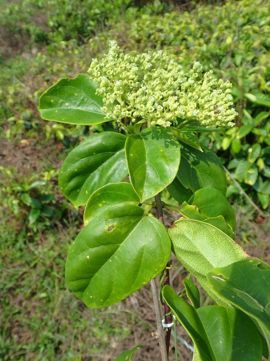 Premna lucens — houseplant care guide