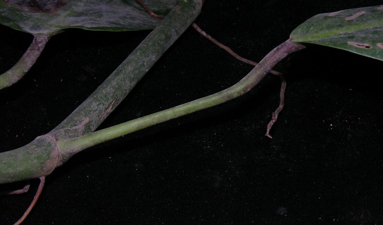 Philodendron bakeri bark