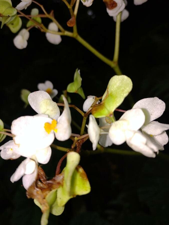 Begonia multinervia flower