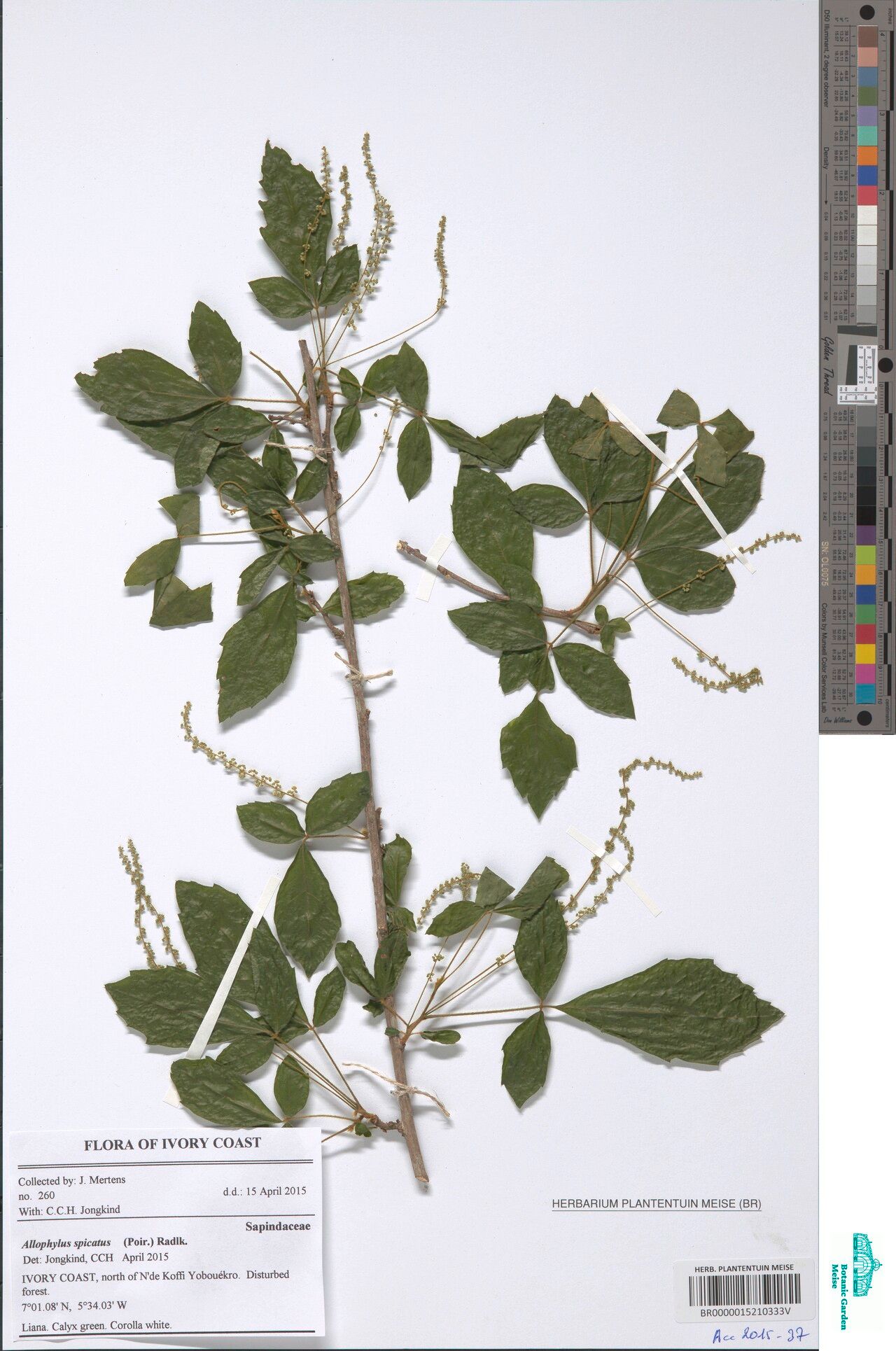 Allophylus spicatus — houseplant care guide