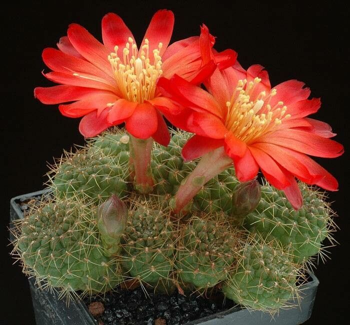 Rebutia padcayensis — houseplant care guide