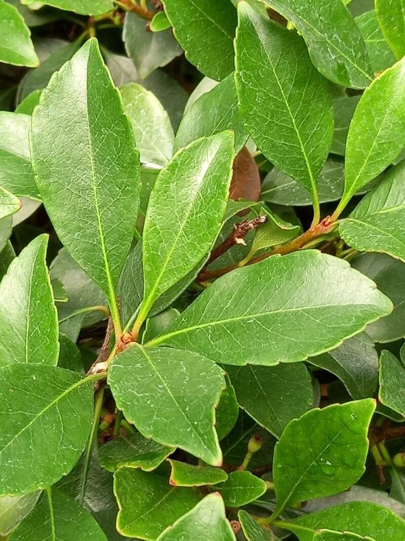 Rhaphiolepis × delacourii leaf