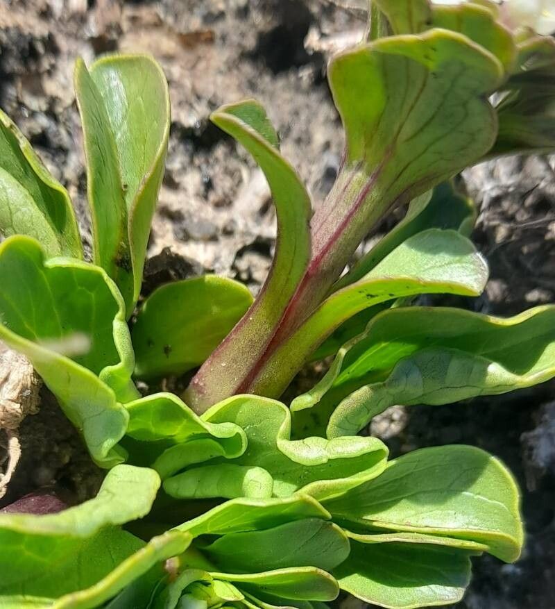 Valeriana boelckei leaf