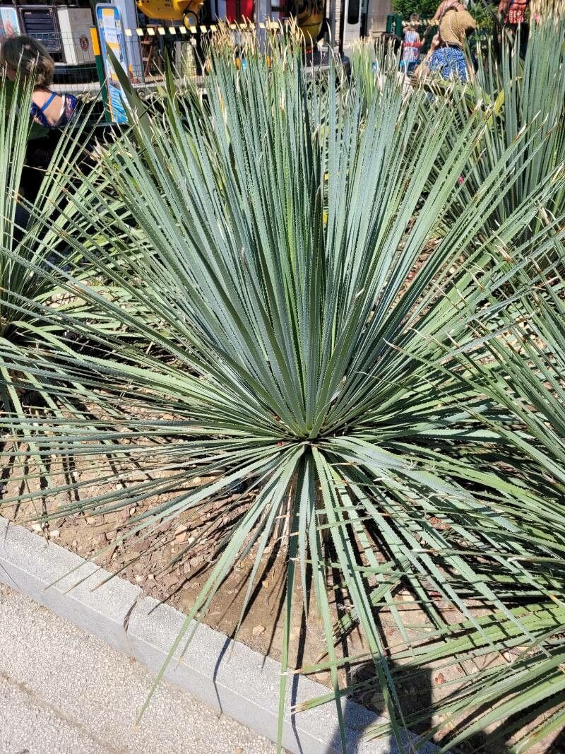 Dasylirion texanum — difficulty easy houseplant