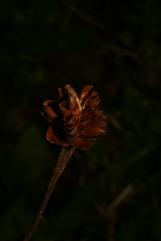 Xyris tennesseensis fruit