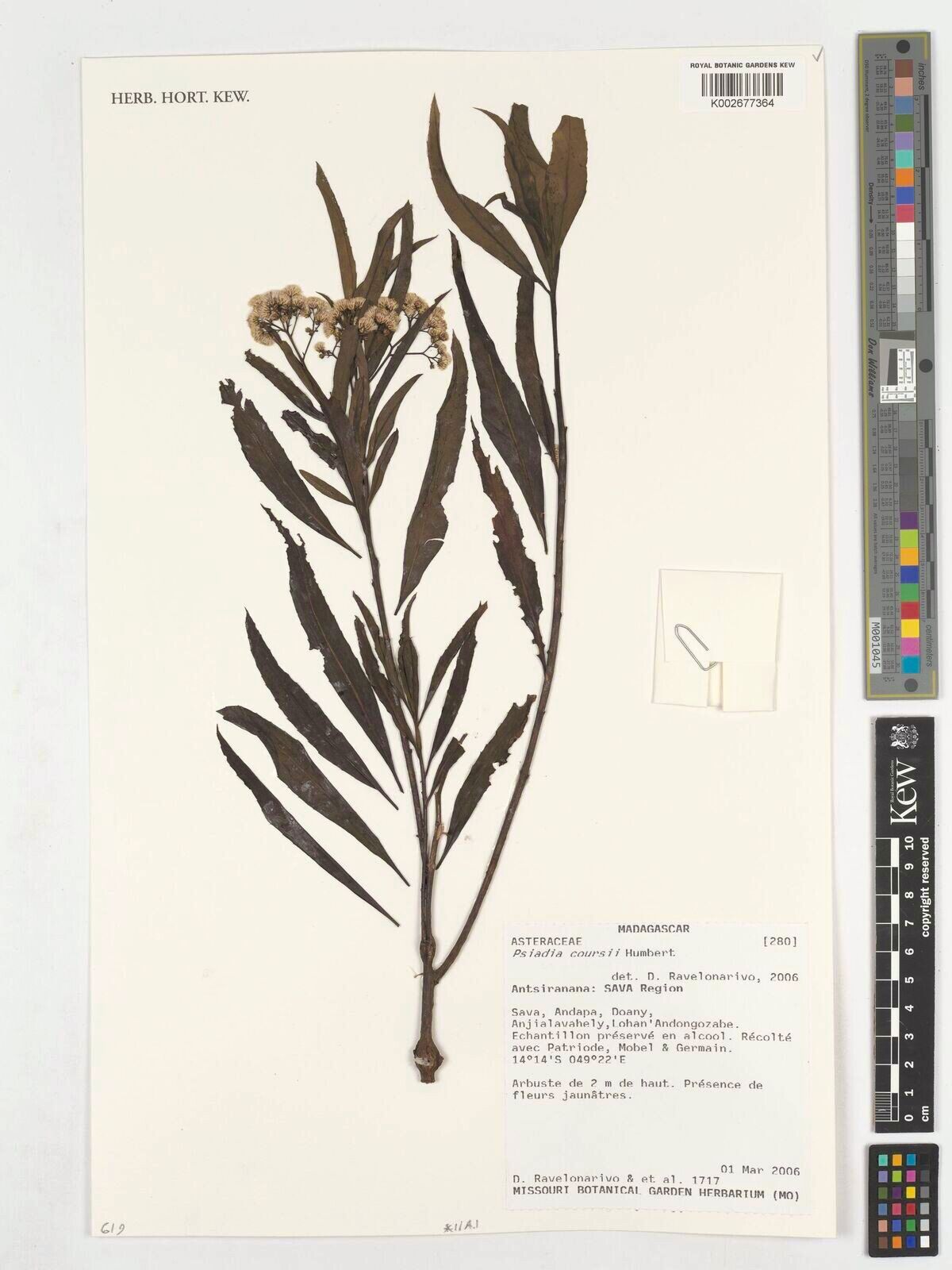 Psiadia coursii — houseplant care guide