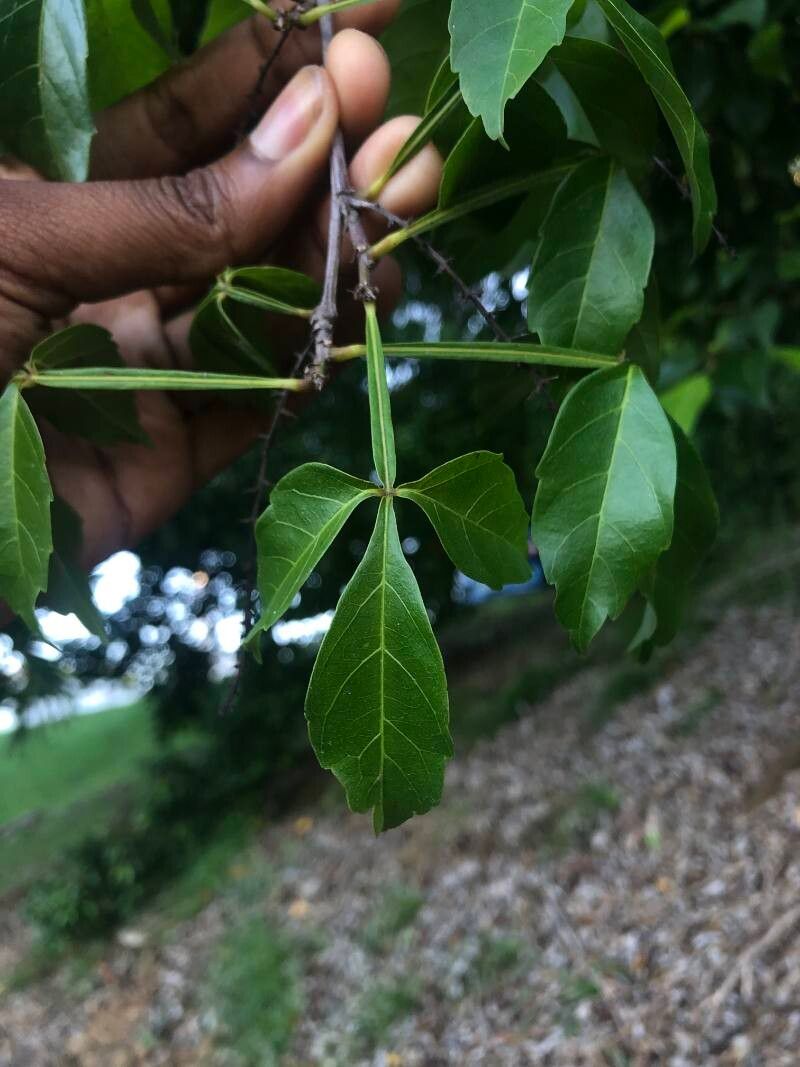 Paullinia cururu leaf