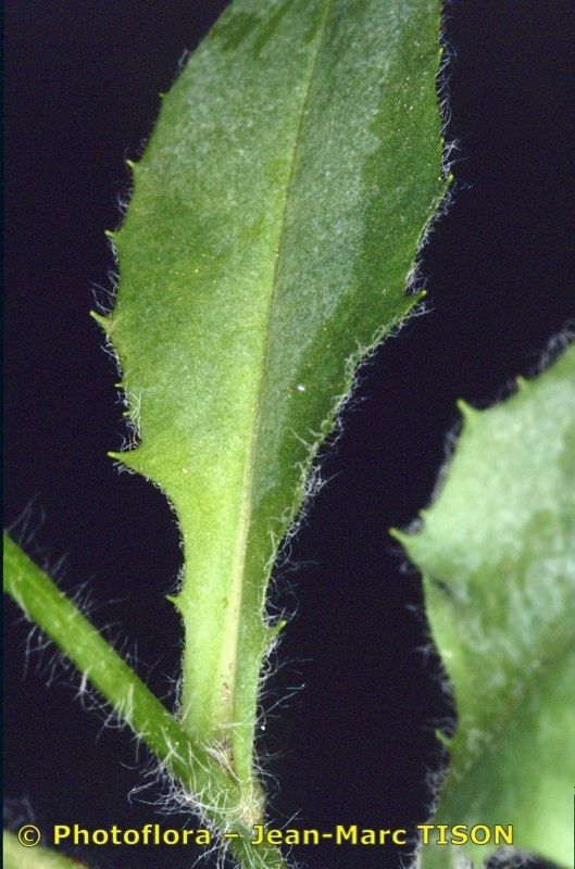 Hieracium gavellei — houseplant care guide