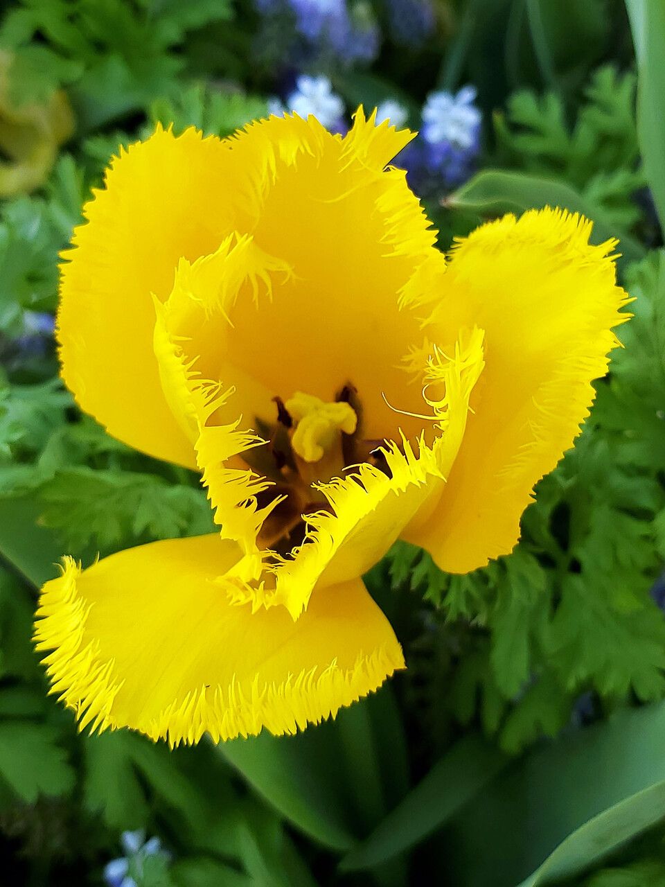 Calochortus monophyllus flower