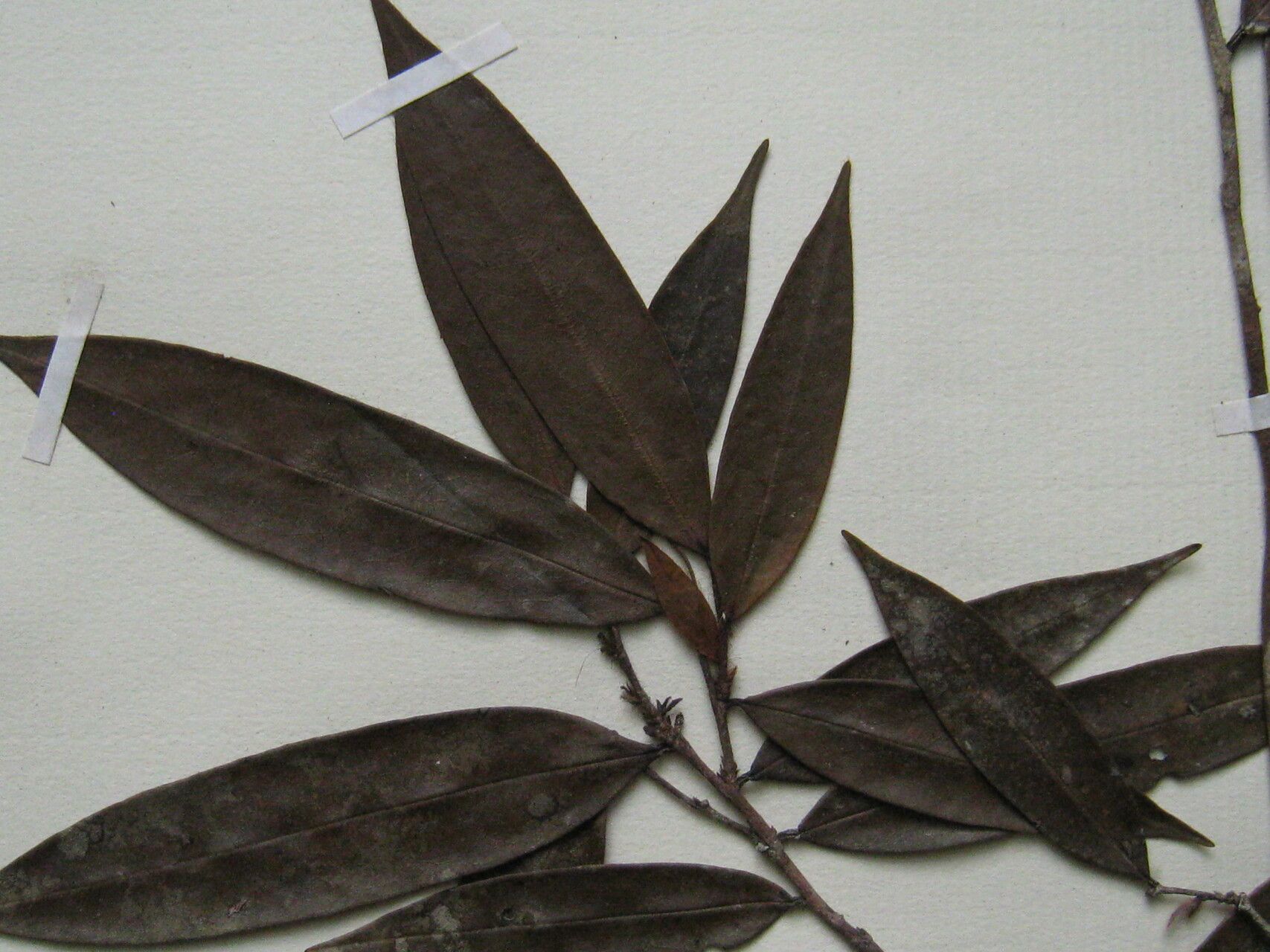 Xylopia benthamii other