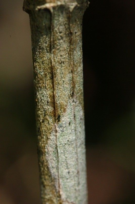 Psychotria borbonica bark