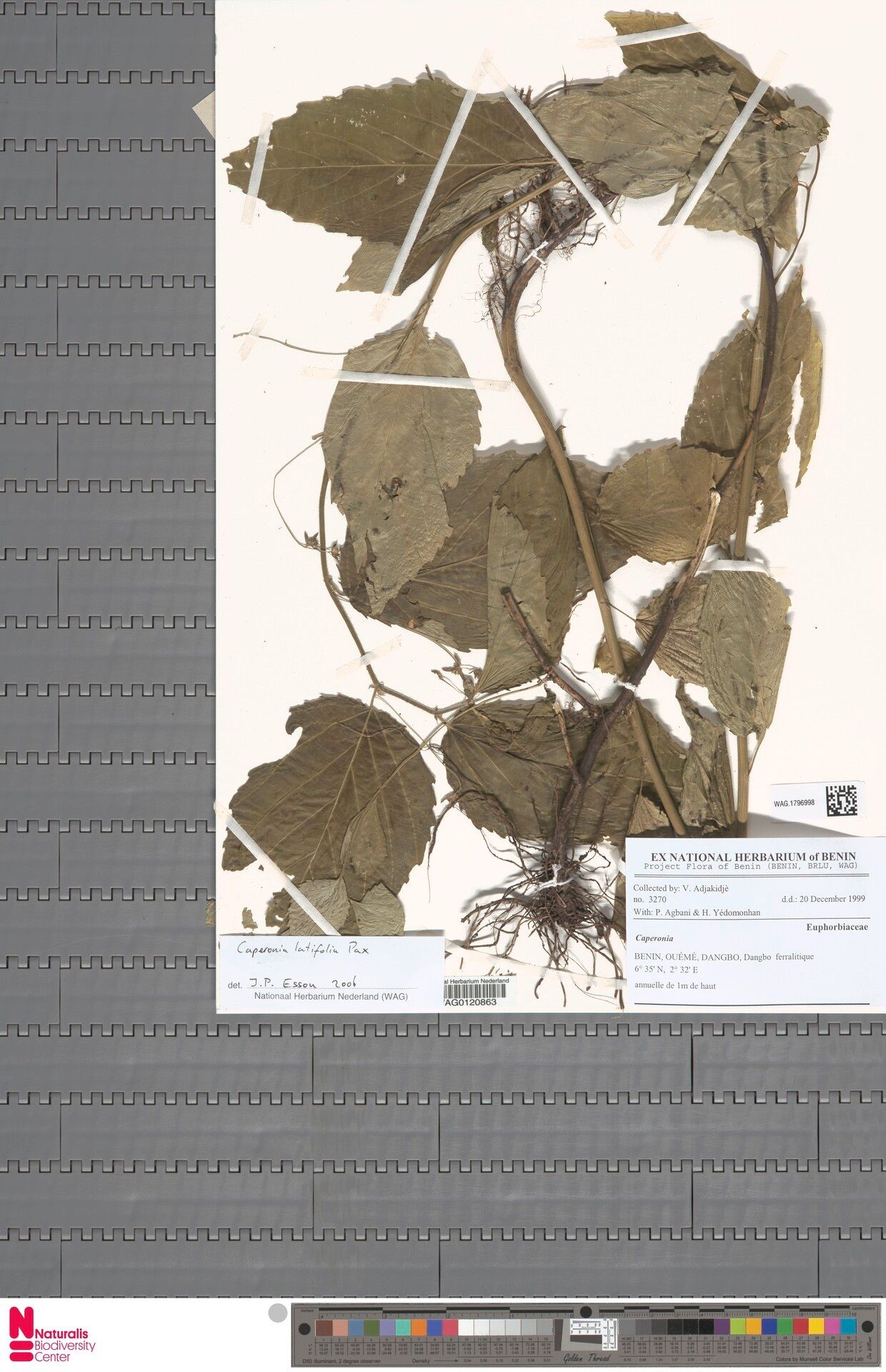 Caperonia latifolia — related species from the same genus