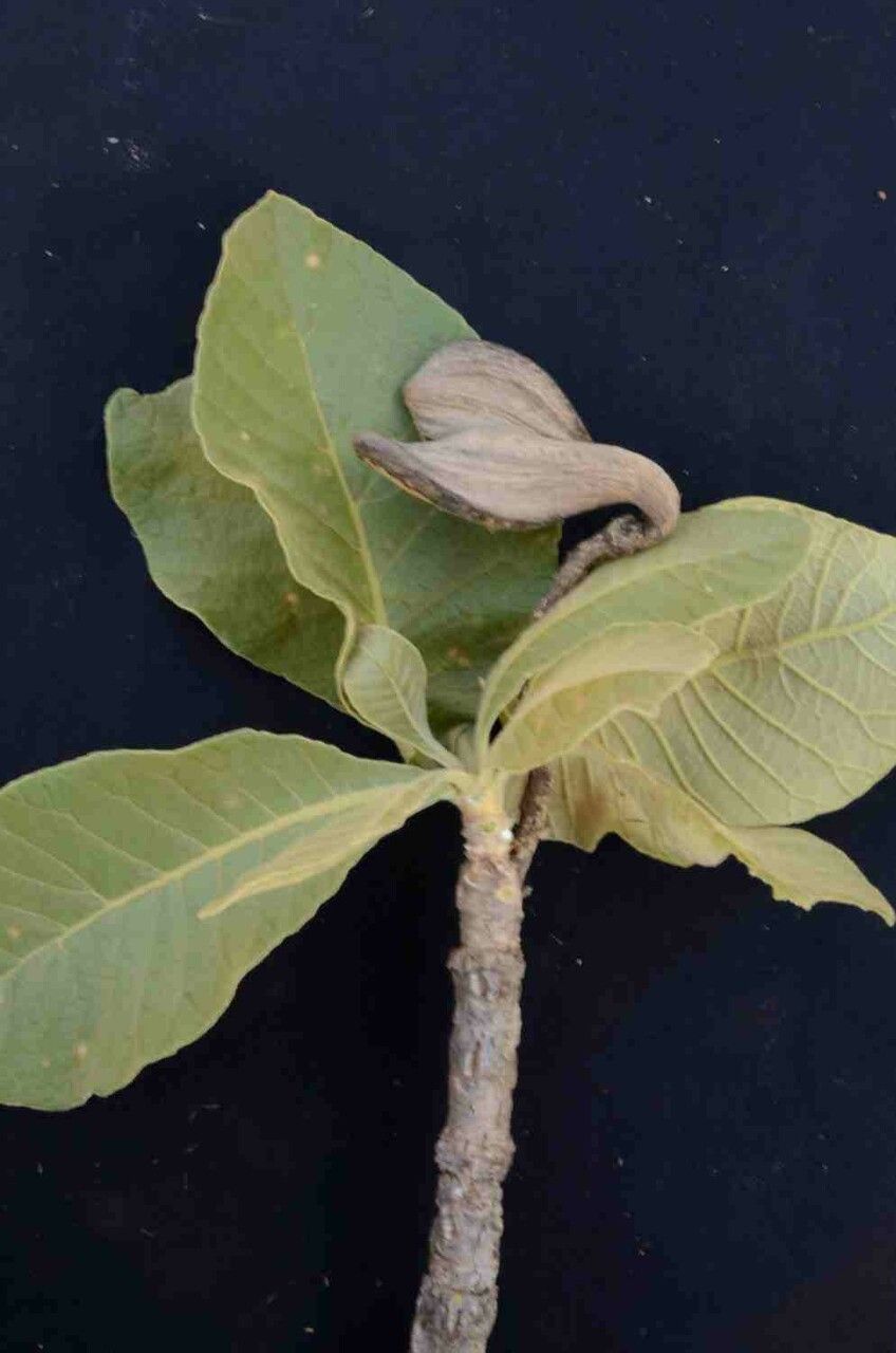 Aspidosperma tomentosum fruit