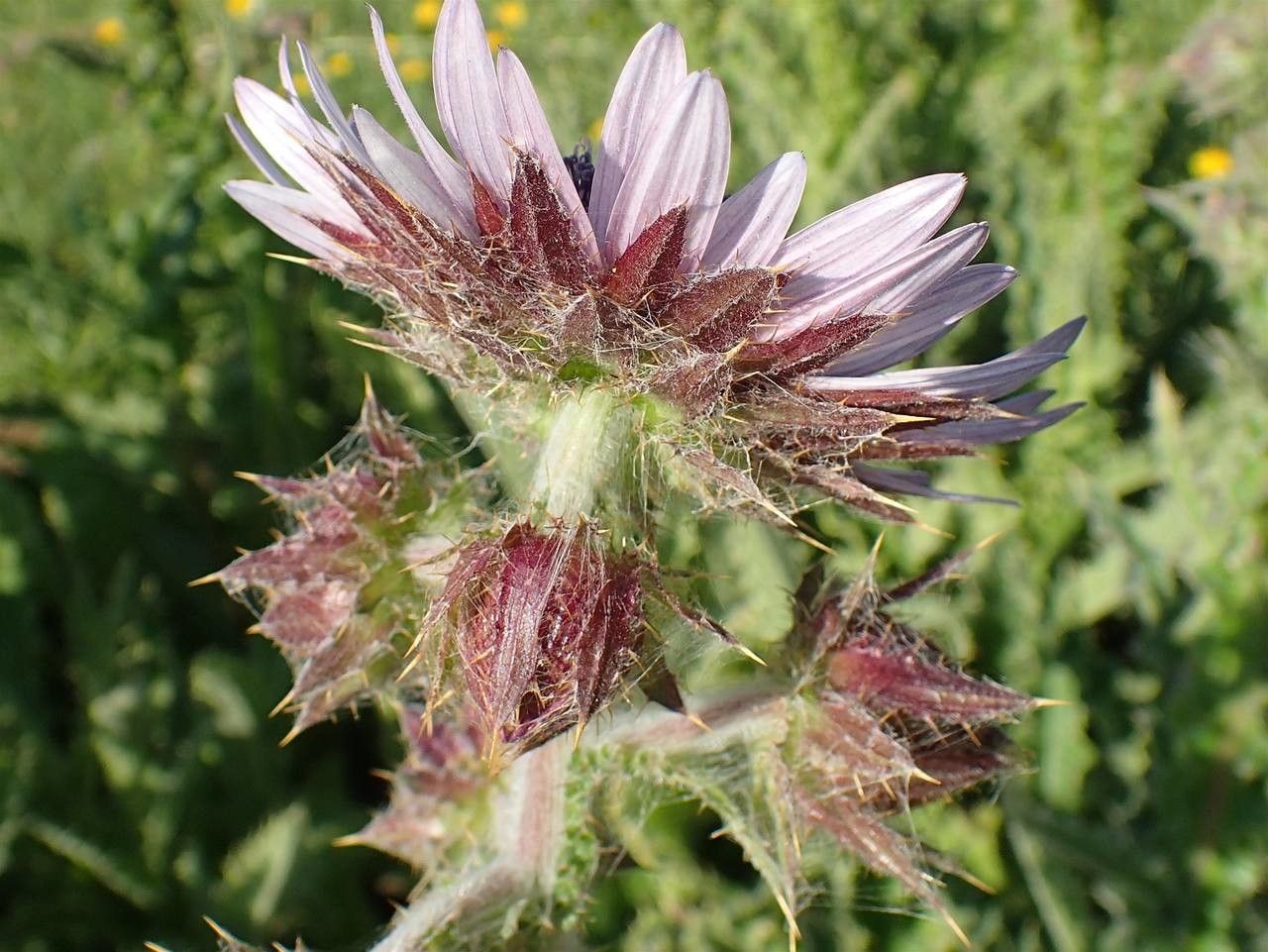 Berkheya purpurea flower