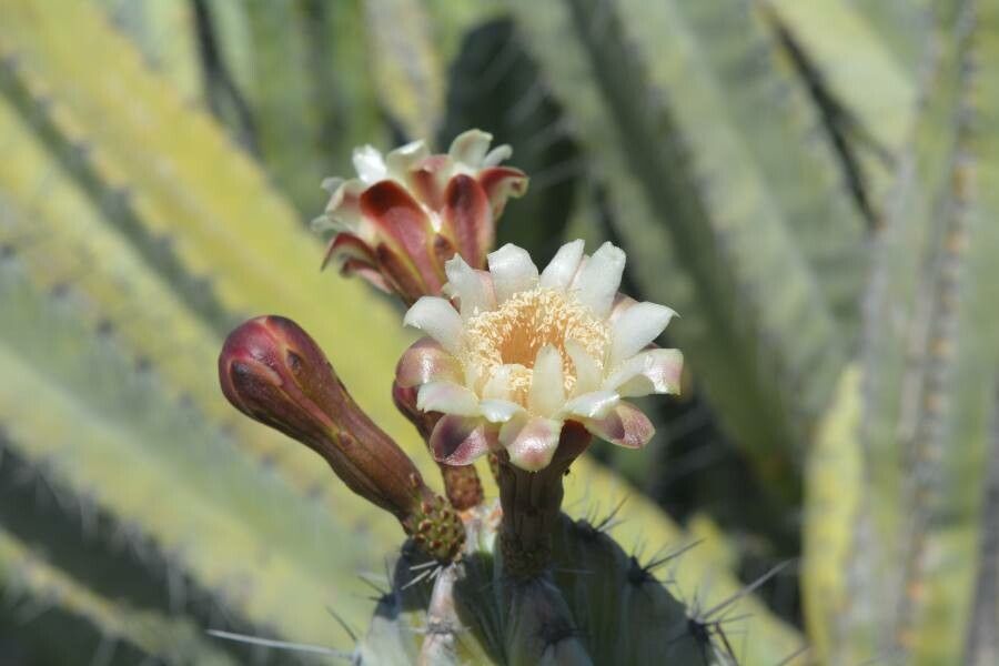 Stenocereus pruinosus flower