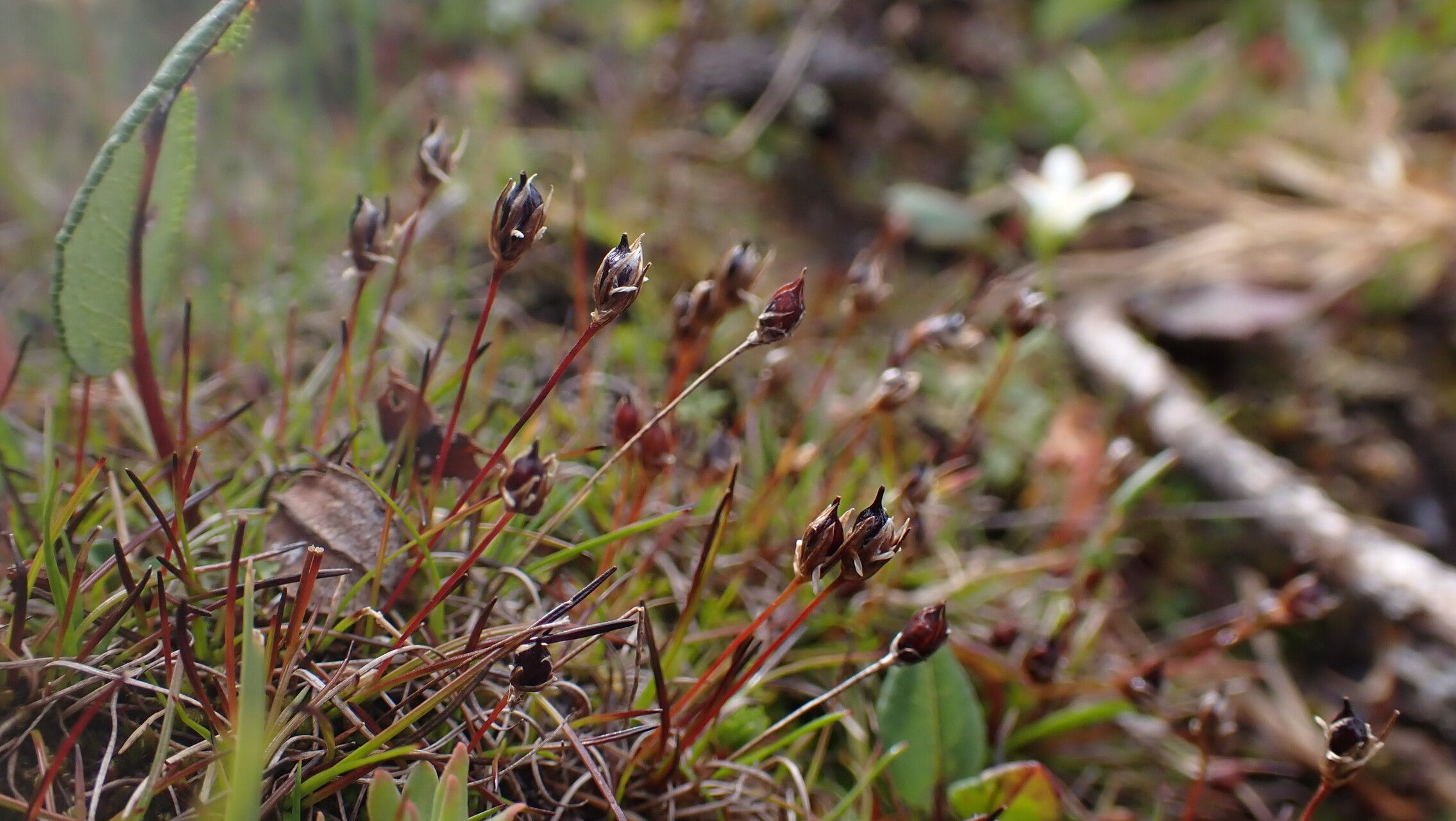 Juncus duthiei habit