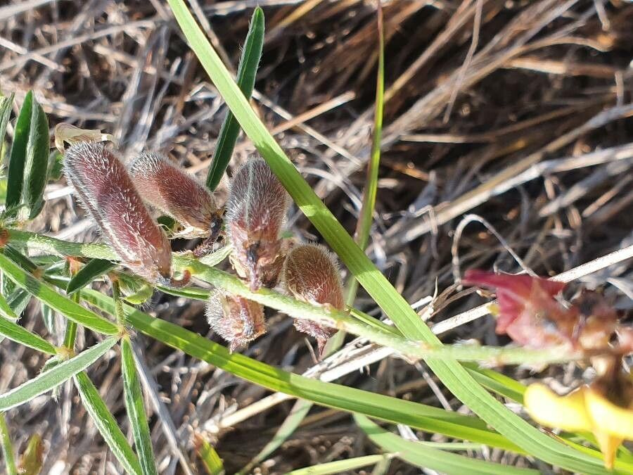 Crotalaria brevidens fruit