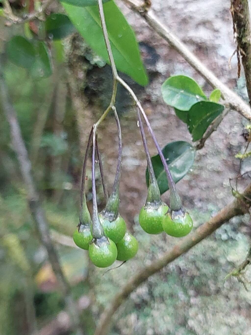 Solanum madagascariense fruit