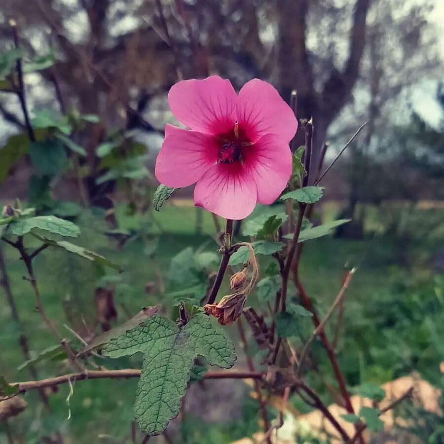 Lavatera bryoniifolia leaf