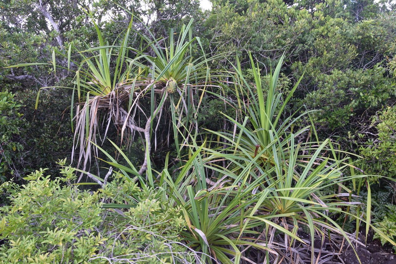 Pandanus belepensis habit