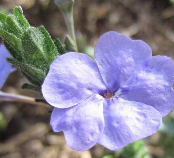 Eranthemum purpurascens flower