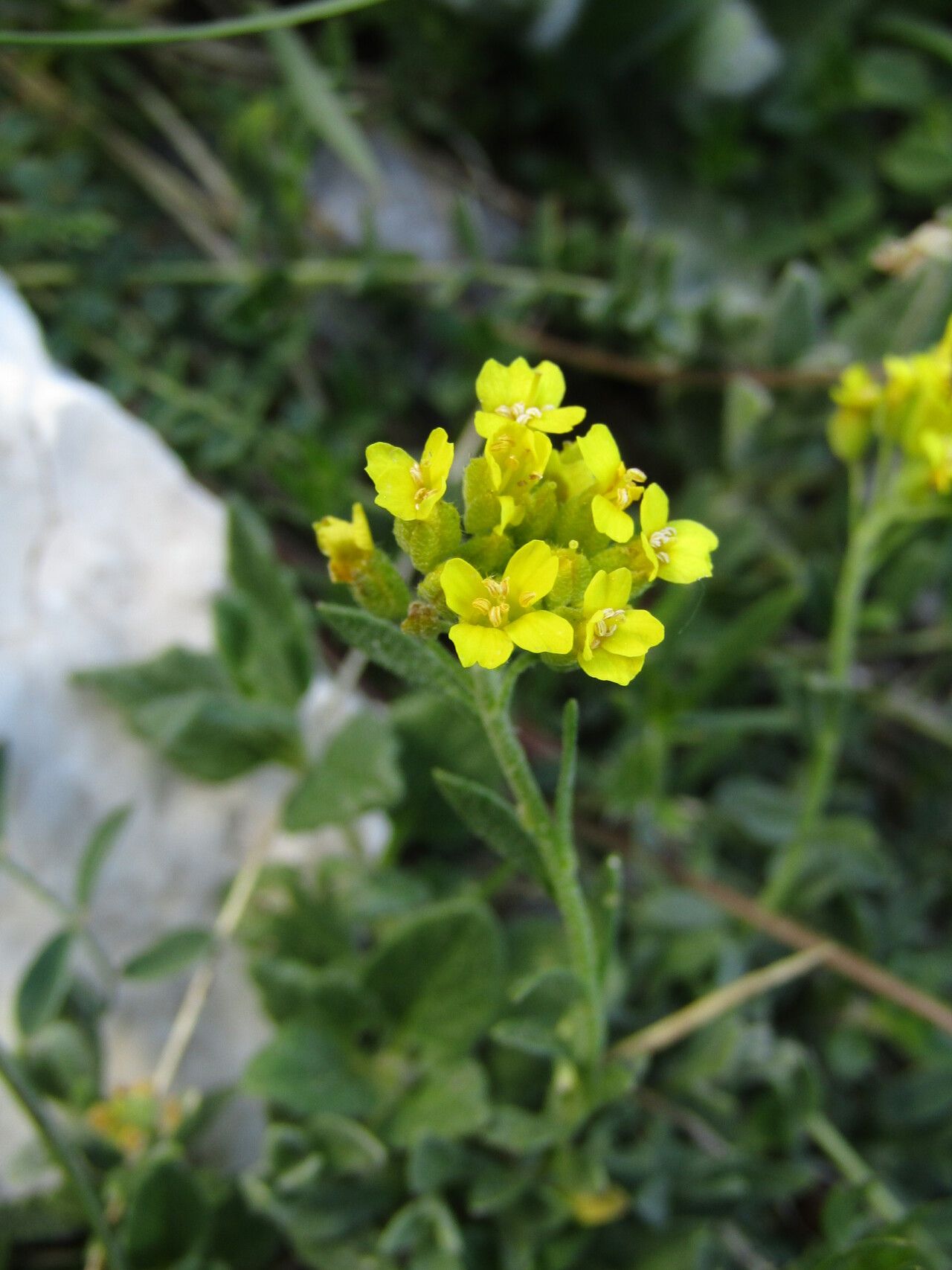 Alyssum pirinicum — houseplant care guide