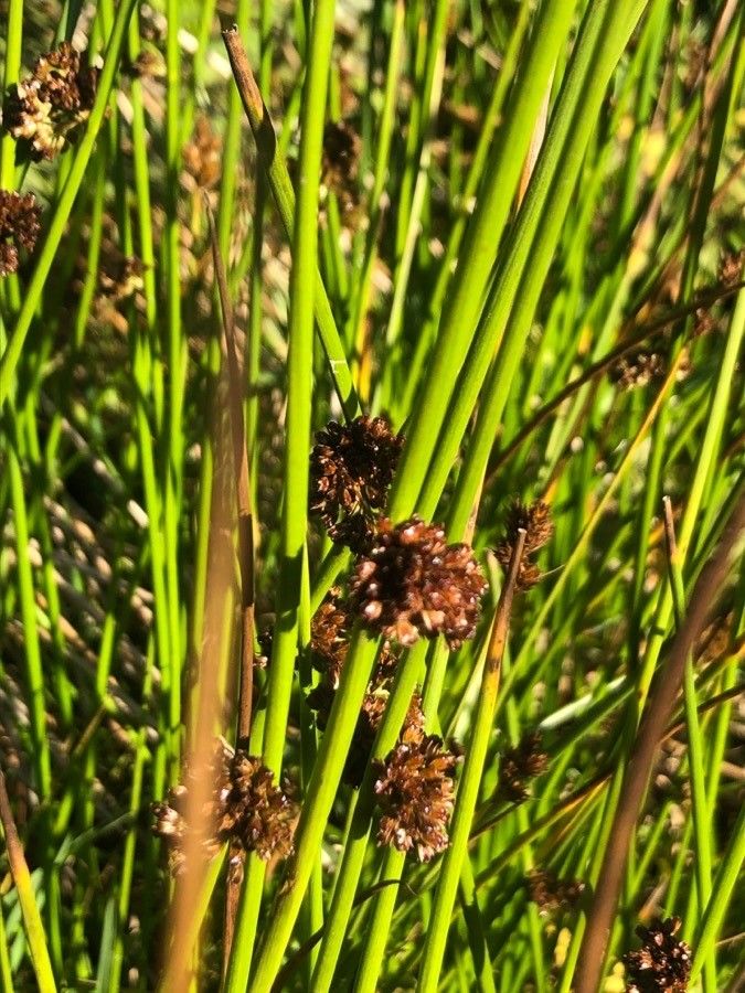 Juncus conglomeratus fruit