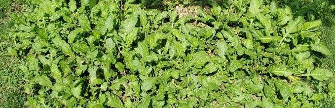 Tanacetum balsamita habit