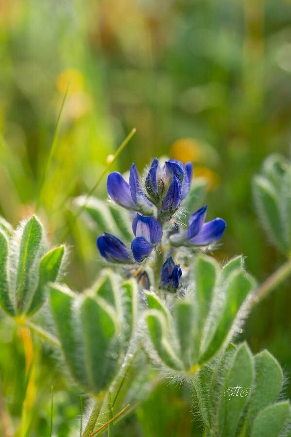 Lupinus micranthus flower