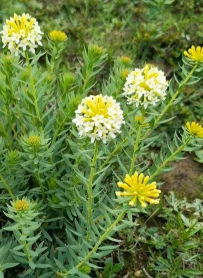 Stellera chamaejasme — search result for 'Thymelaeaceae'