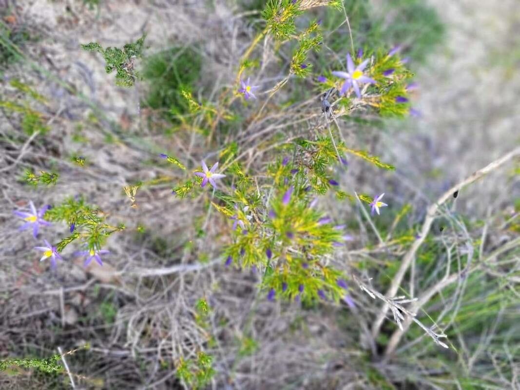 Calectasia narragara flower