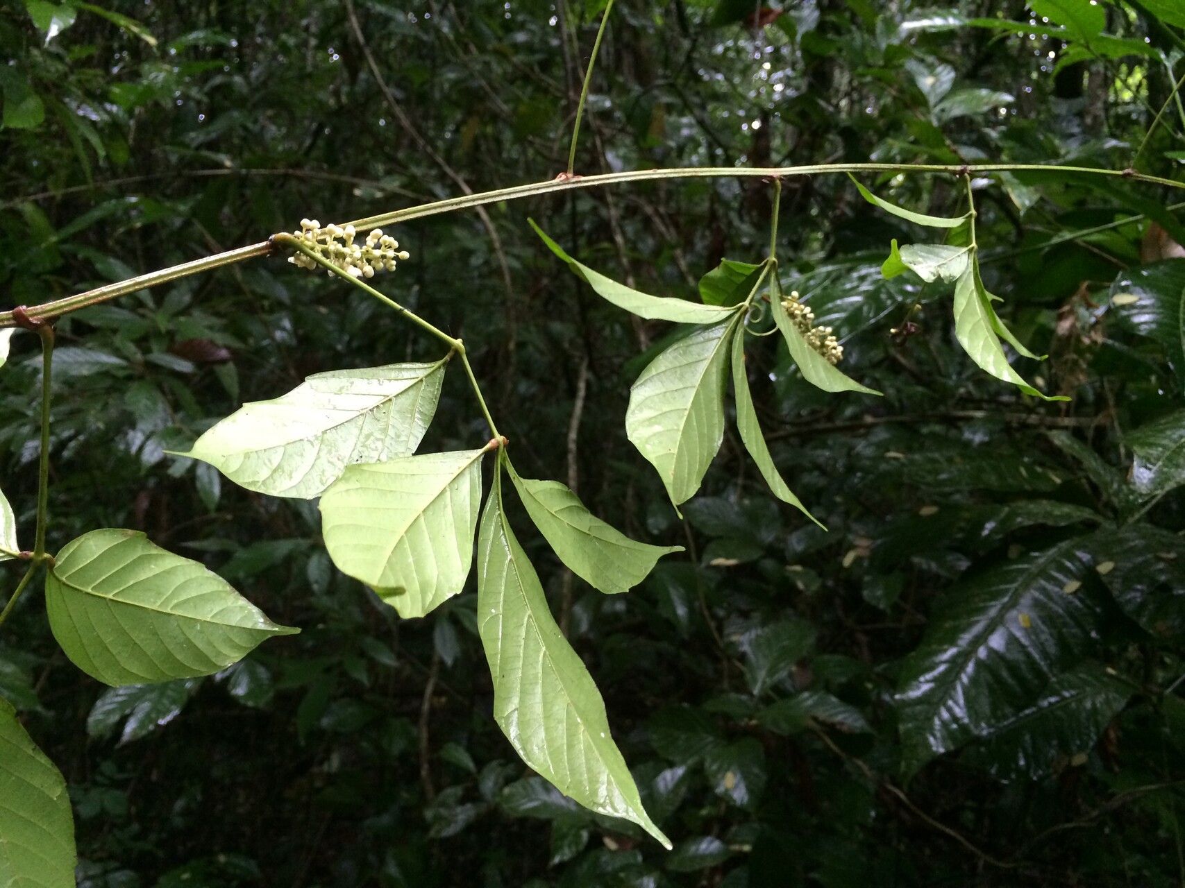 Paullinia tetragona — search result for 'Paullinia'