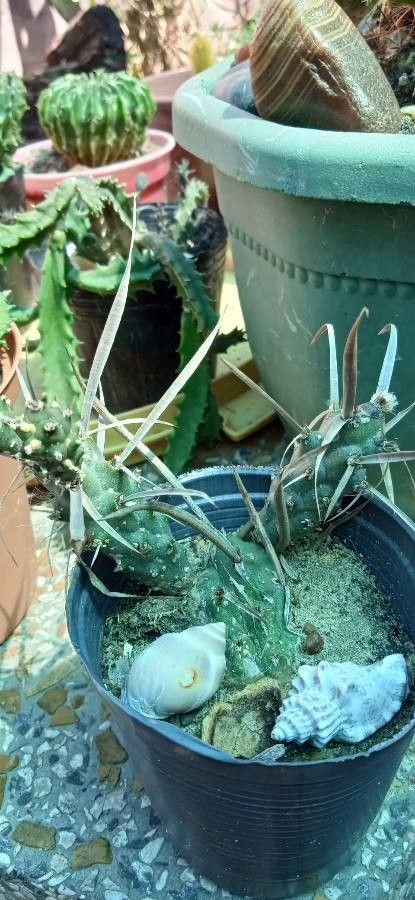 Opuntia articulata bark