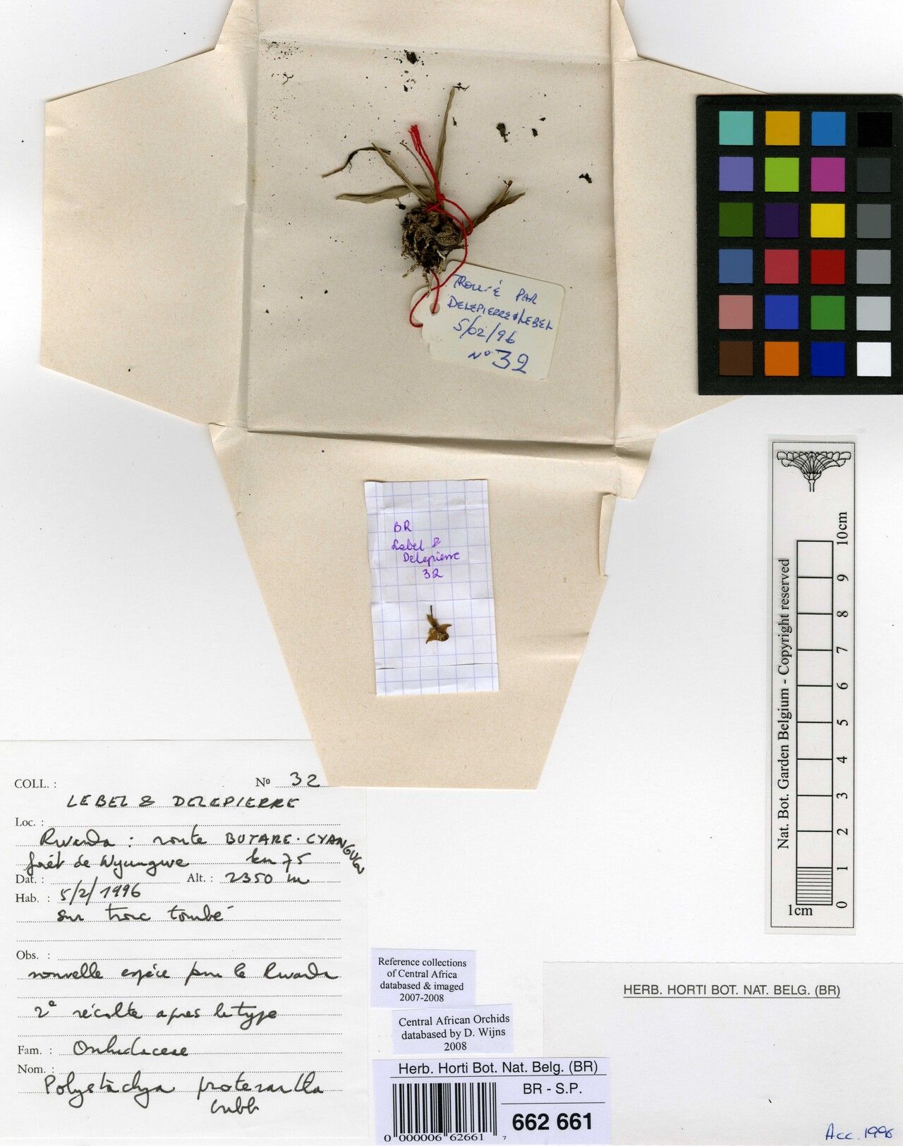 Polystachya proterantha — houseplant care guide