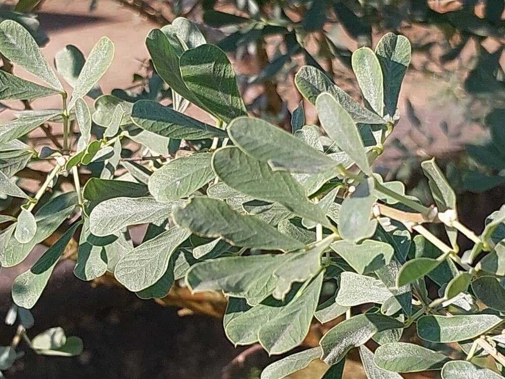 Caragana halodendron leaf