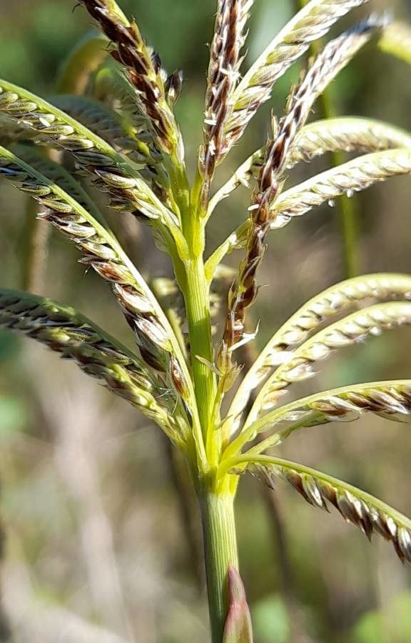 Eustachys retusa fruit