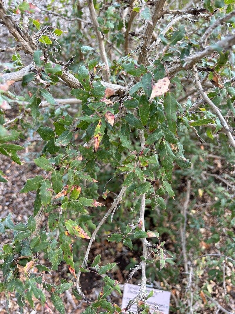Berberis nevinii — houseplant care guide