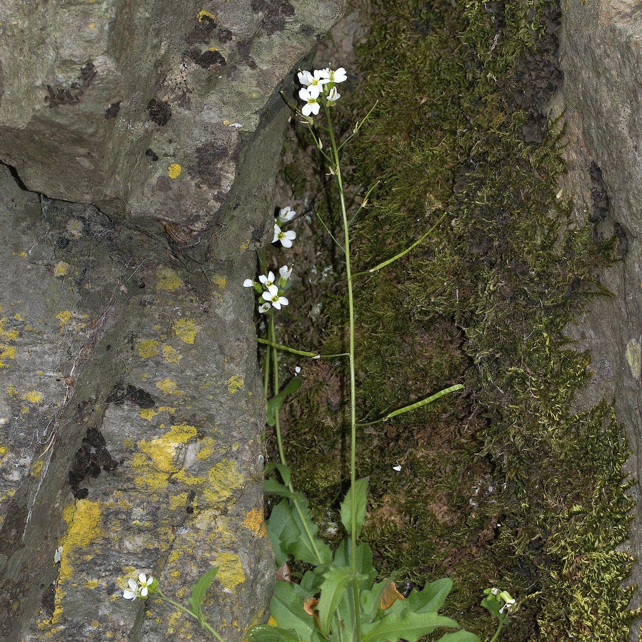 Arabis nova flower