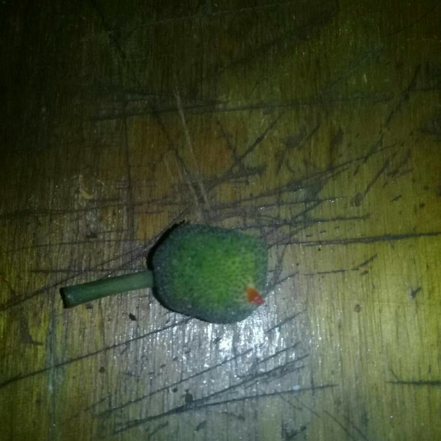 Artocarpus altissimus — related species from the same genus