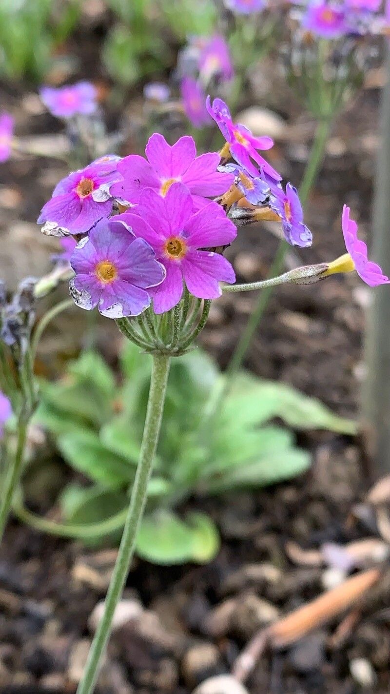 Primula halleri flower