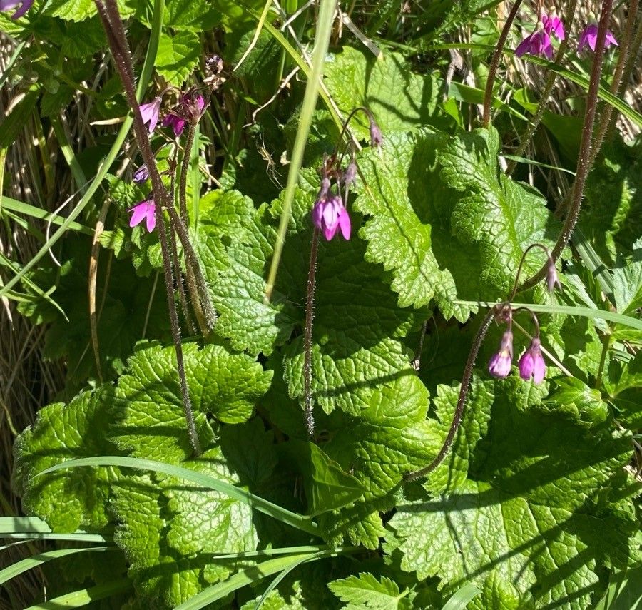 Primula matthioli leaf