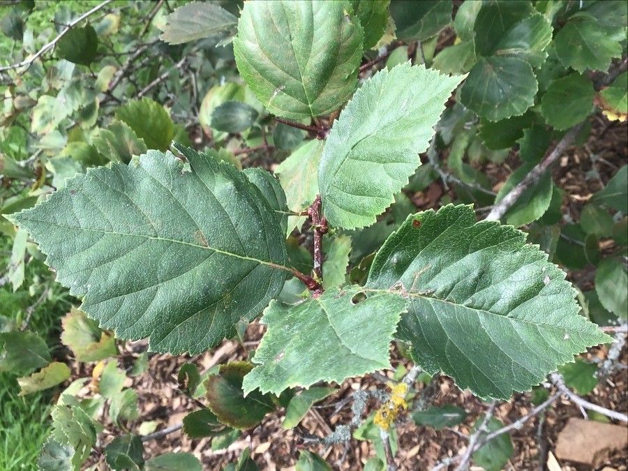 Crataegus columbiana — search result for 'Crataegus'