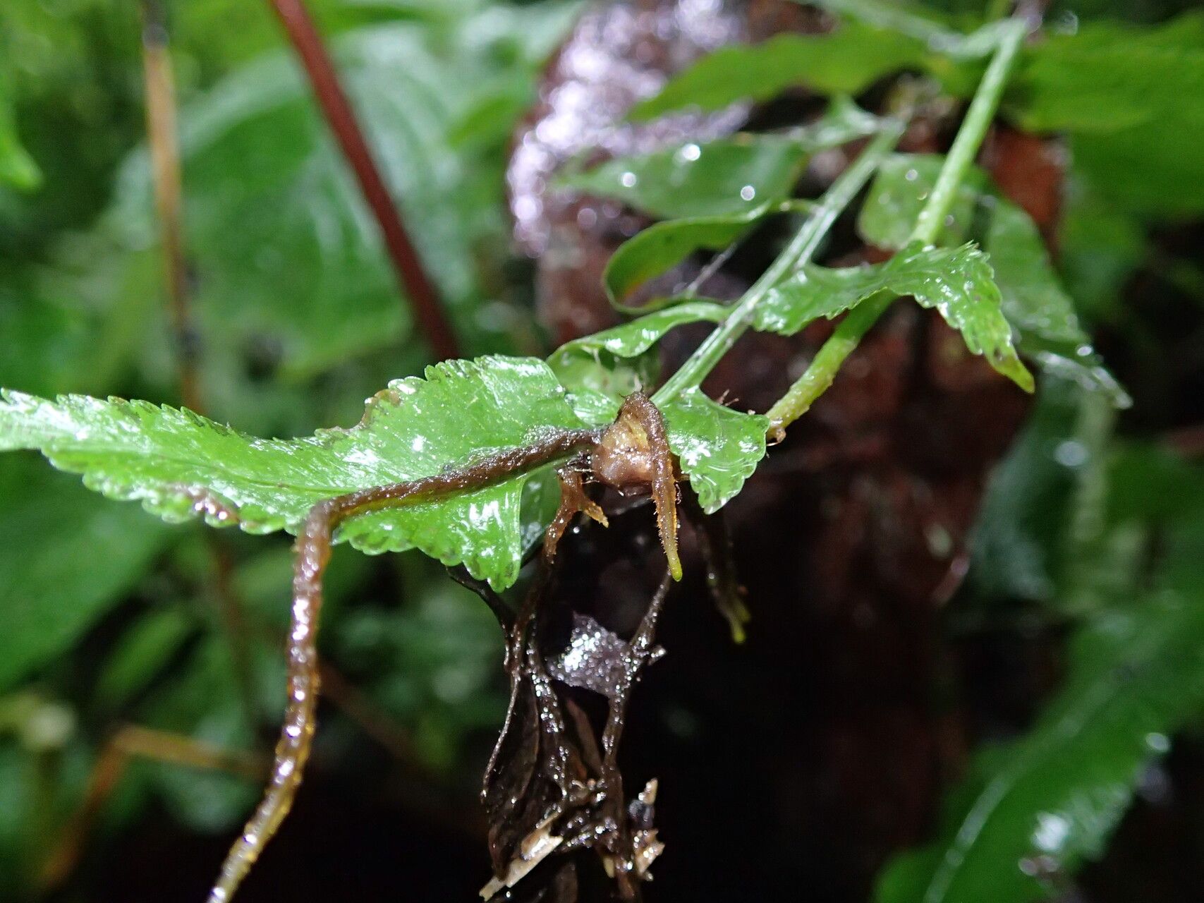 Asplenium elliottii leaf