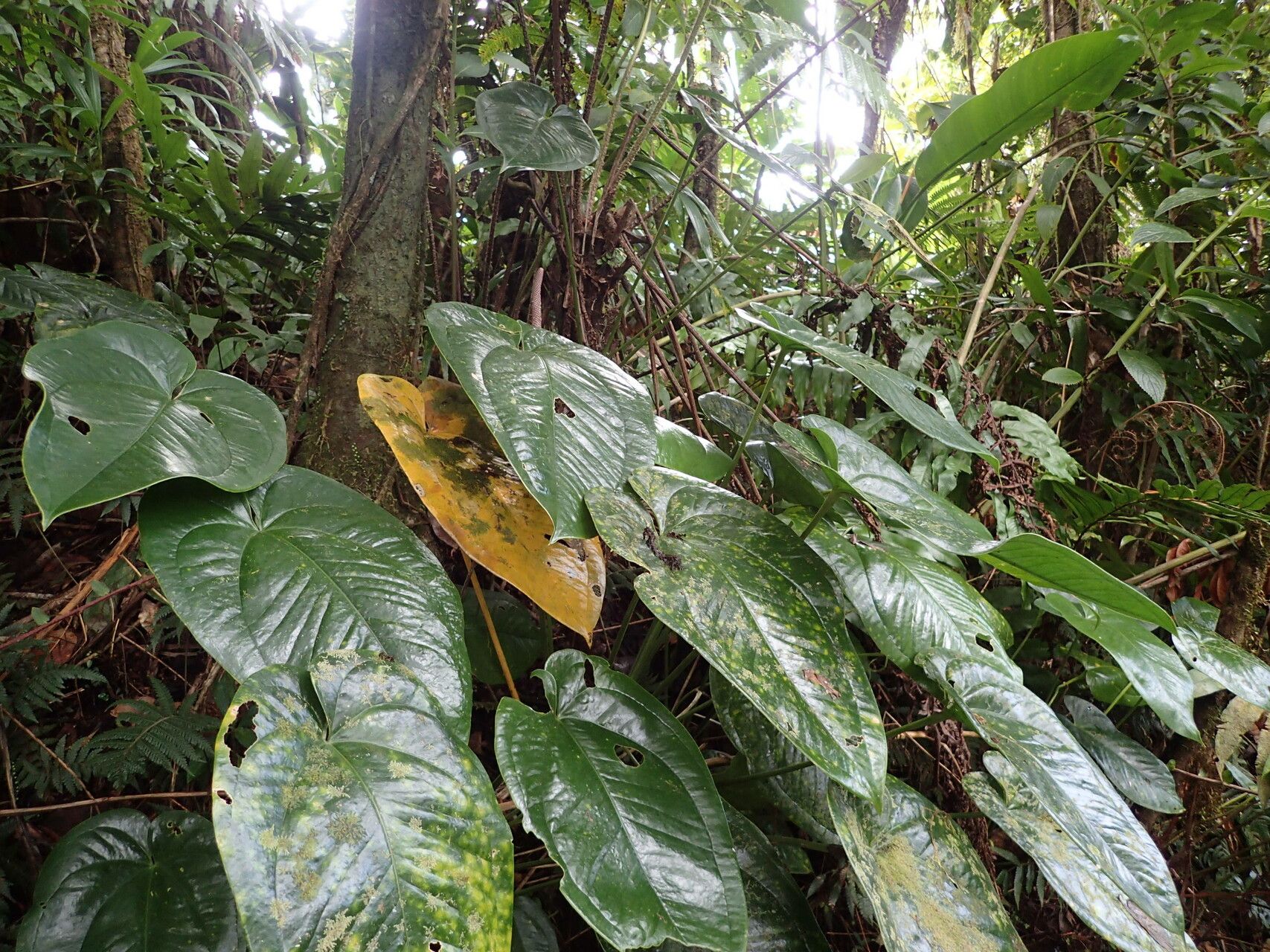 Anthurium cordatum — search result for 'Anthurium'
