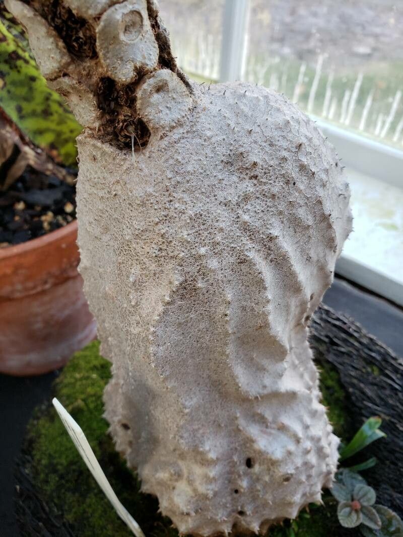 Myrmecodia platytyrea other