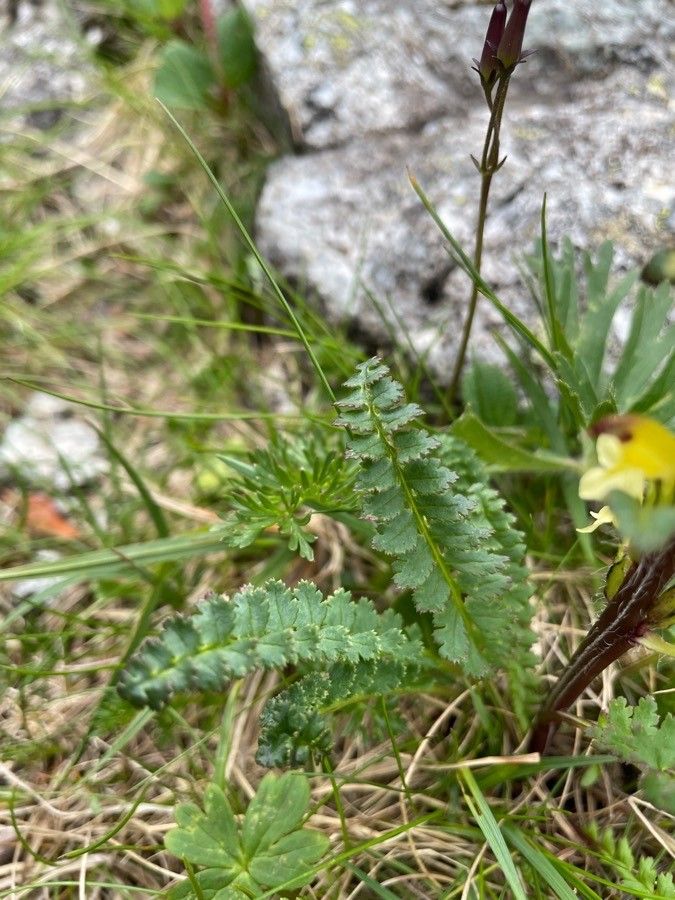 Pedicularis oederi leaf